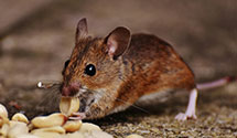 24 Hour & Emergency Exterminators in N Topsail Bch, NC